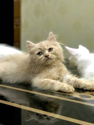 Persian trained kitten