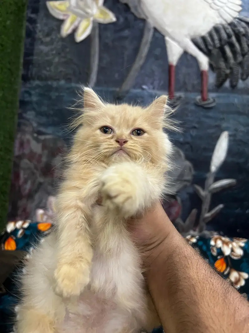 Persian trained kitten — photo 2