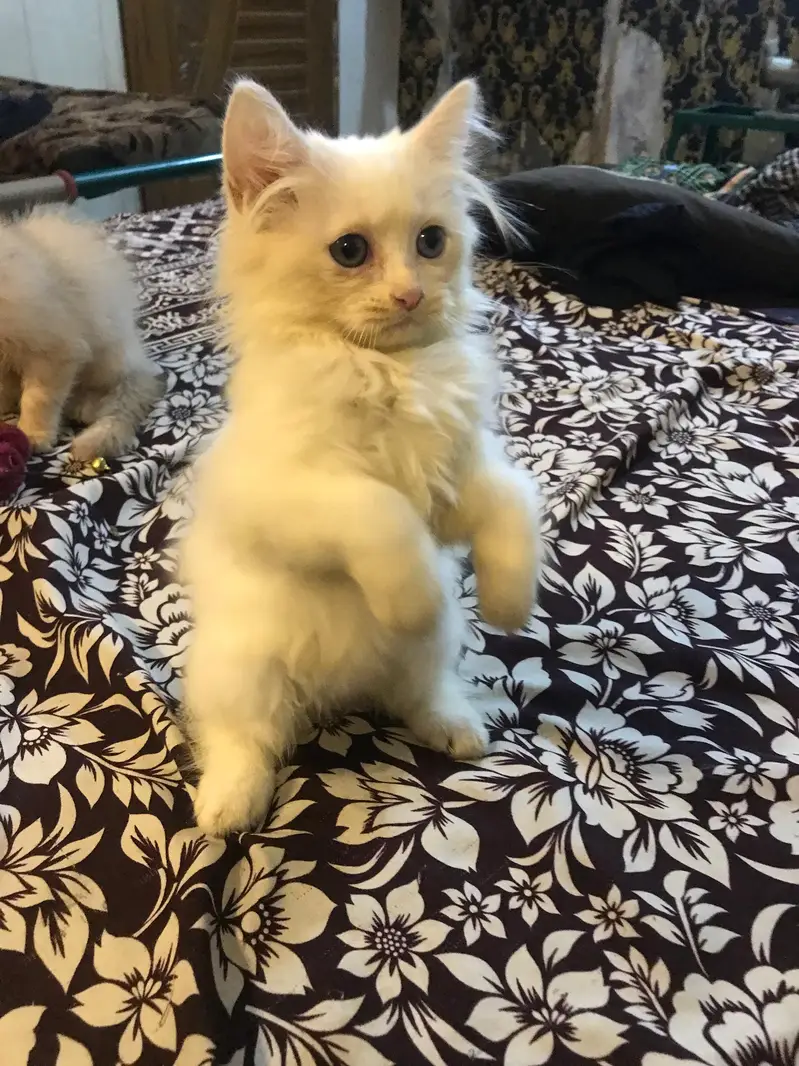 Persian trained kitten — photo 3