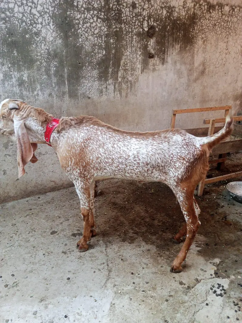 Pure Makhi Cheena Breeder Bakra for Sale — photo 2