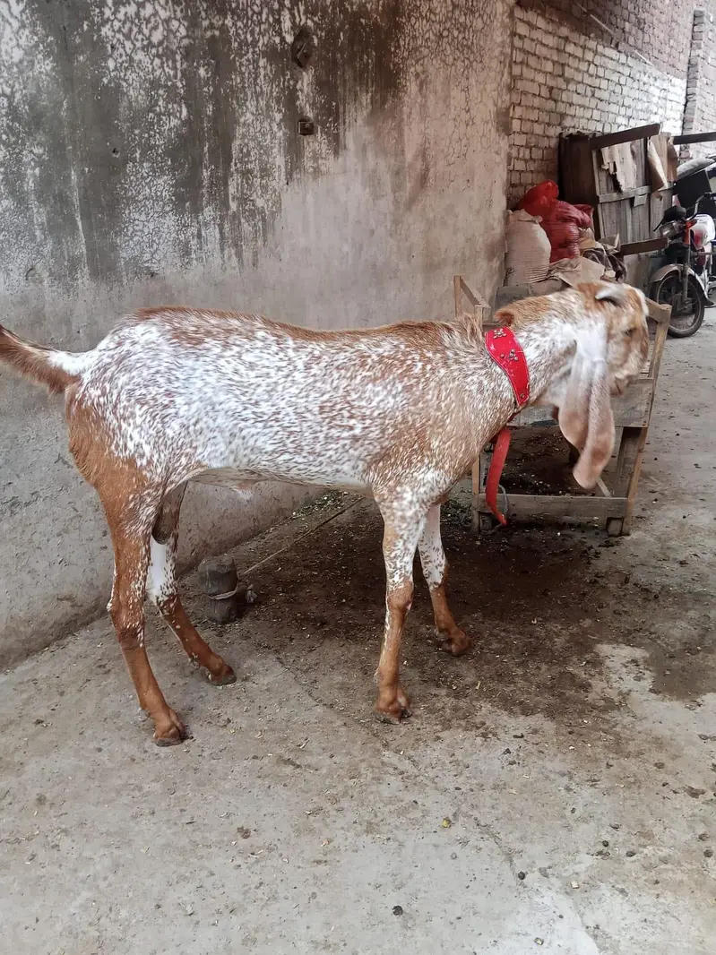 Pure Makhi Cheena Breeder Bakra for Sale — photo 3