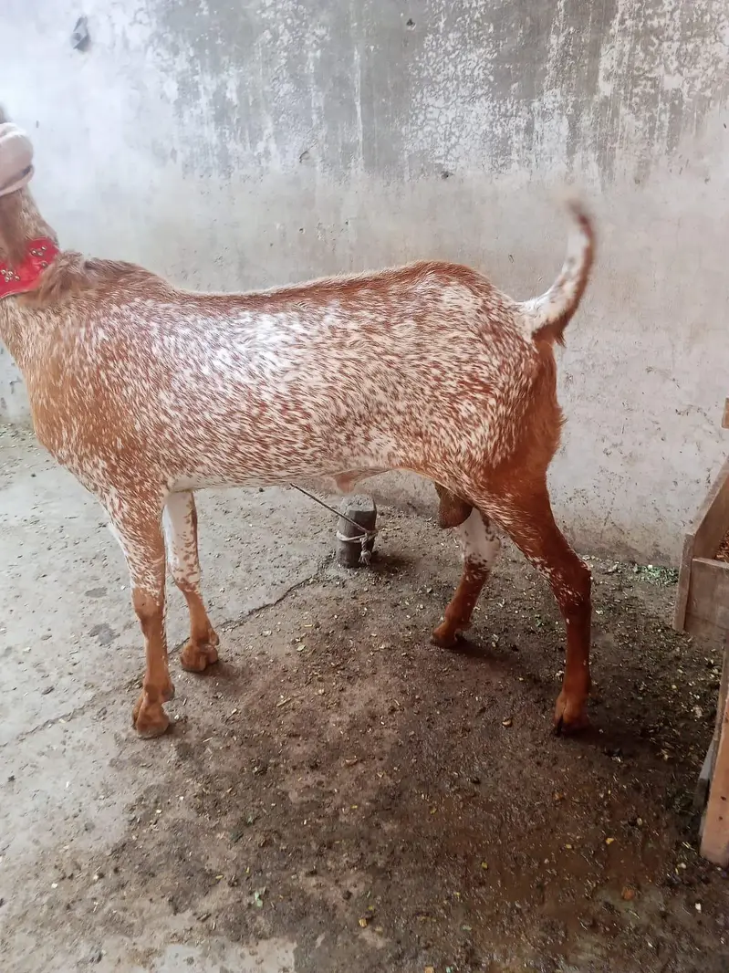 Pure Makhi Cheena Breeder Bakra for Sale — photo 4