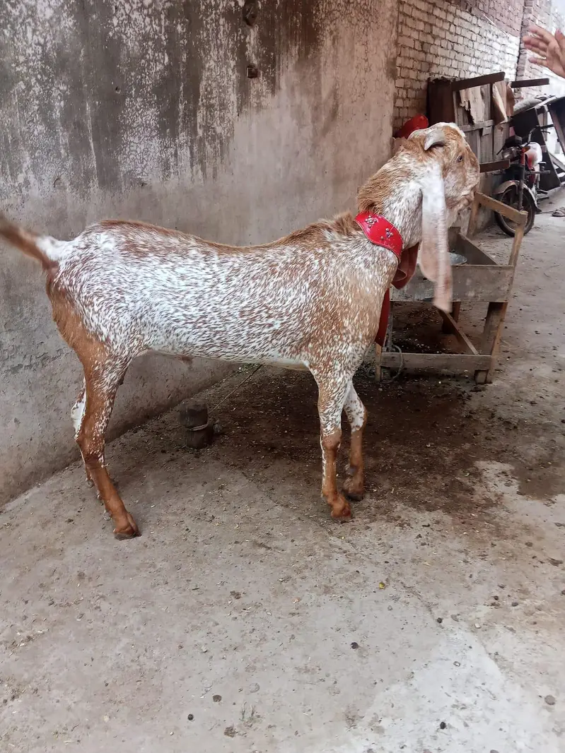 Pure Makhi Cheena Breeder Bakra for Sale — photo 5