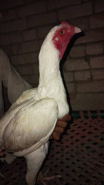 Pakistani mianwali cross acchi quality urgent for sale