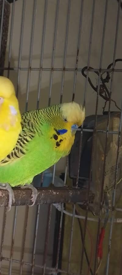 nice Bird