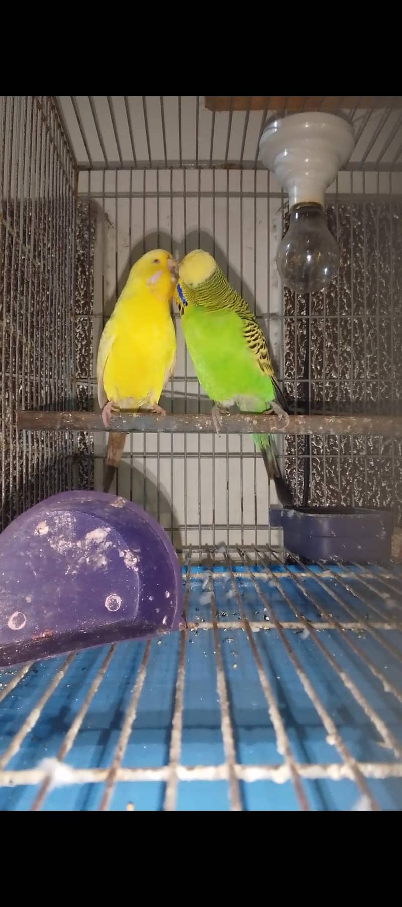 nice Bird 1