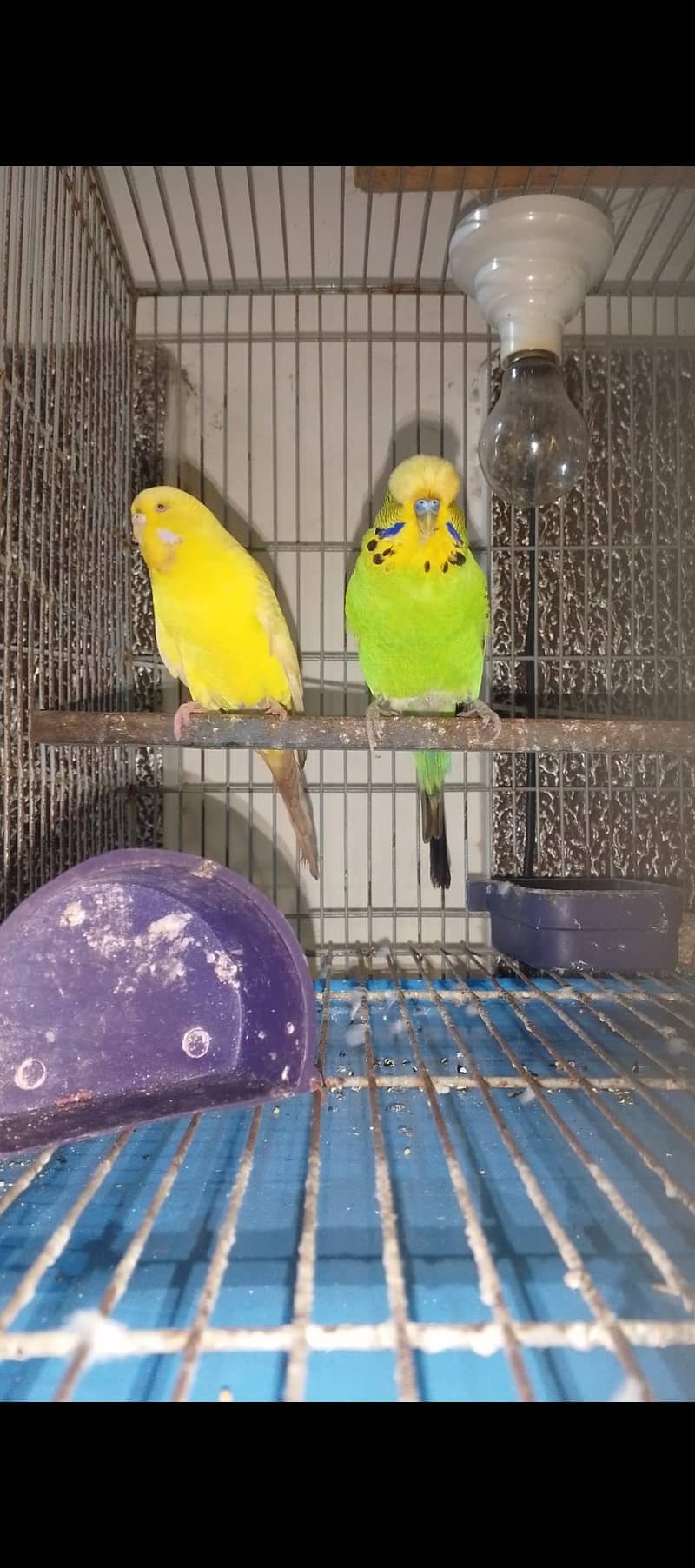 nice Bird 2