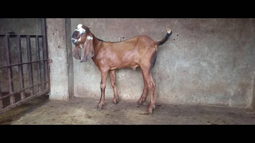 bakra 0