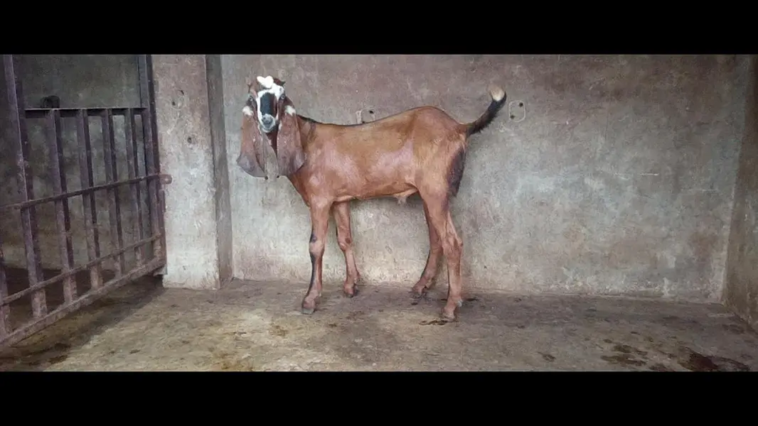 bakra — photo 2