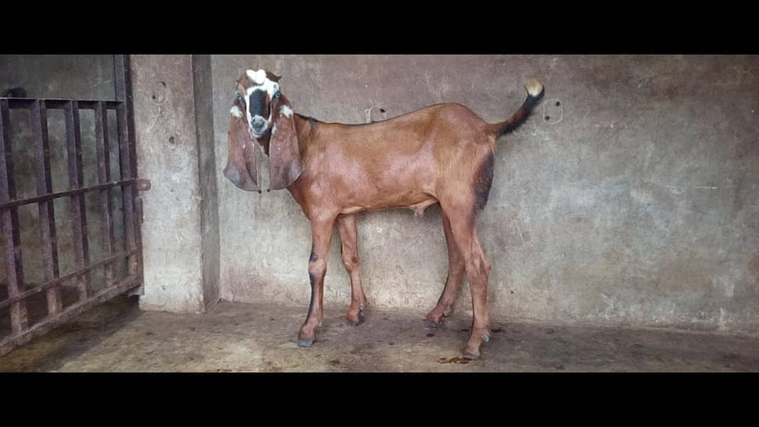 bakra 2