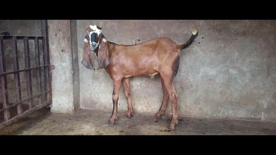 bakra — photo 3