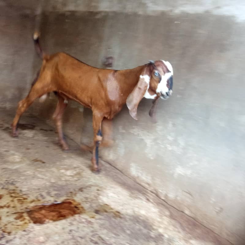 bakra 3