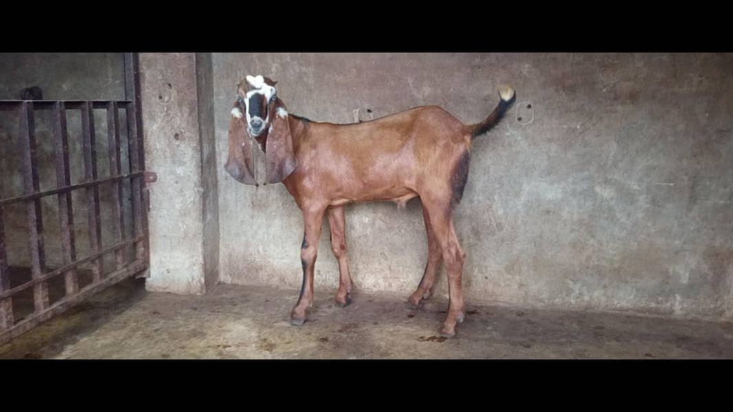 bakra 4