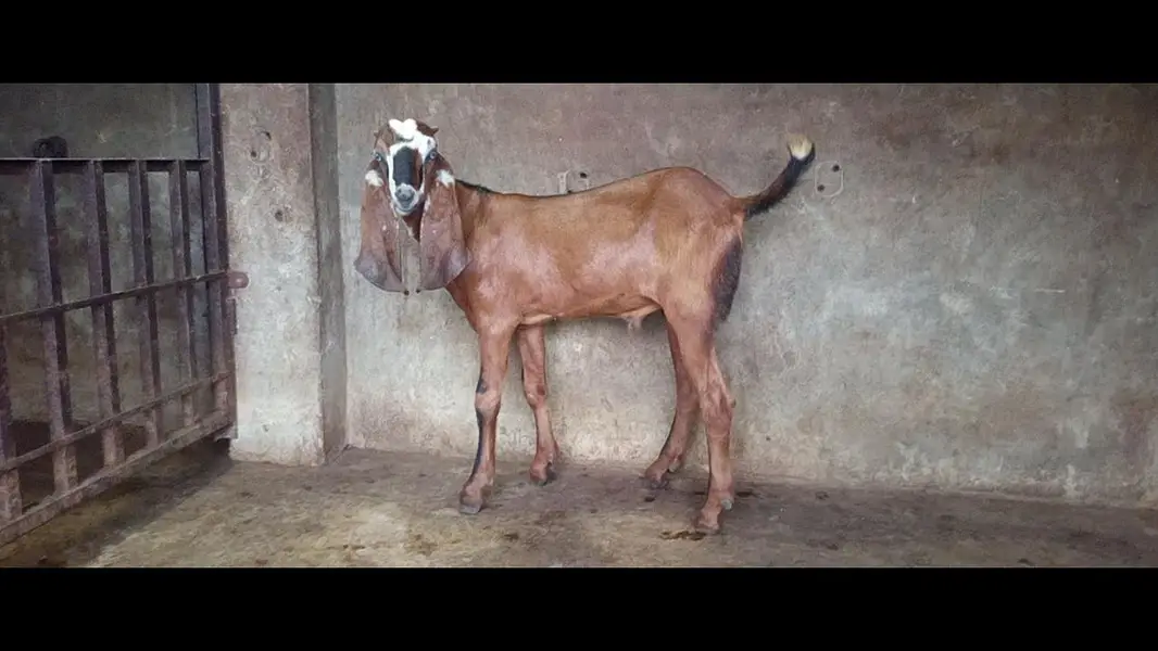 bakra — photo 5