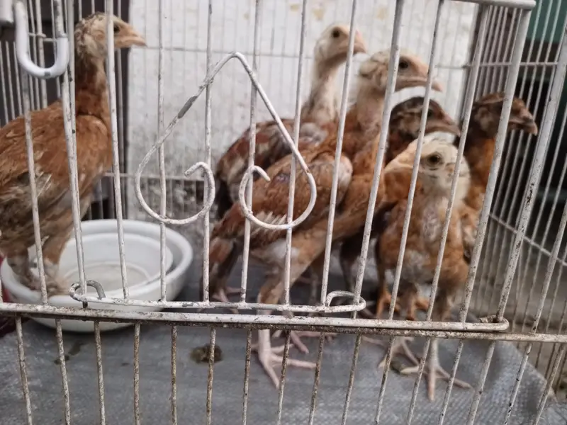 اسیل۔چوزے — photo 2