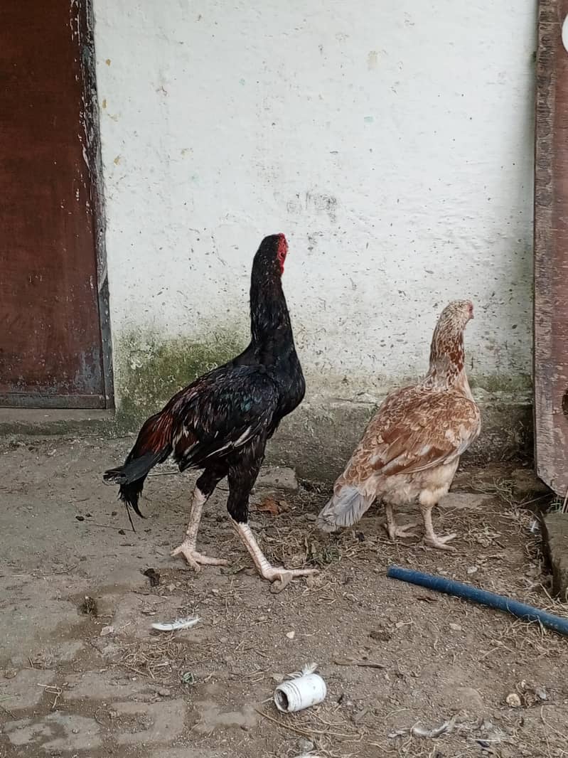 اسیل۔چوزے 3