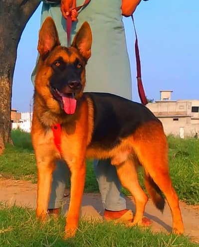 German Shepherd stock Coat male for sale available
