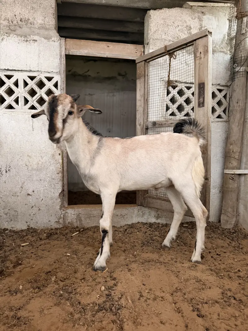 Teddy bakra andu — photo 2