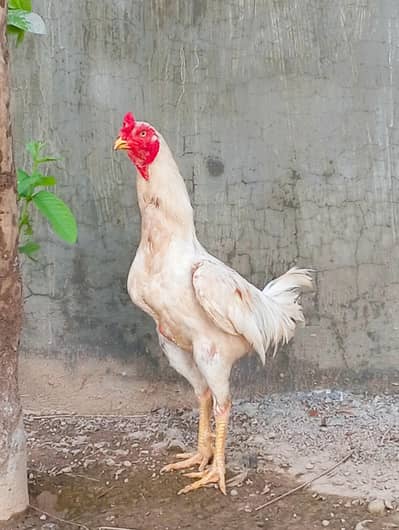asil murga for sale hira nasl