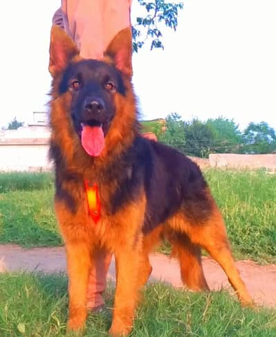 German Shepherd long coat male for sale available