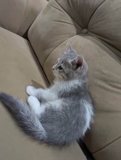 beautiful Persian cat for sale litter trained