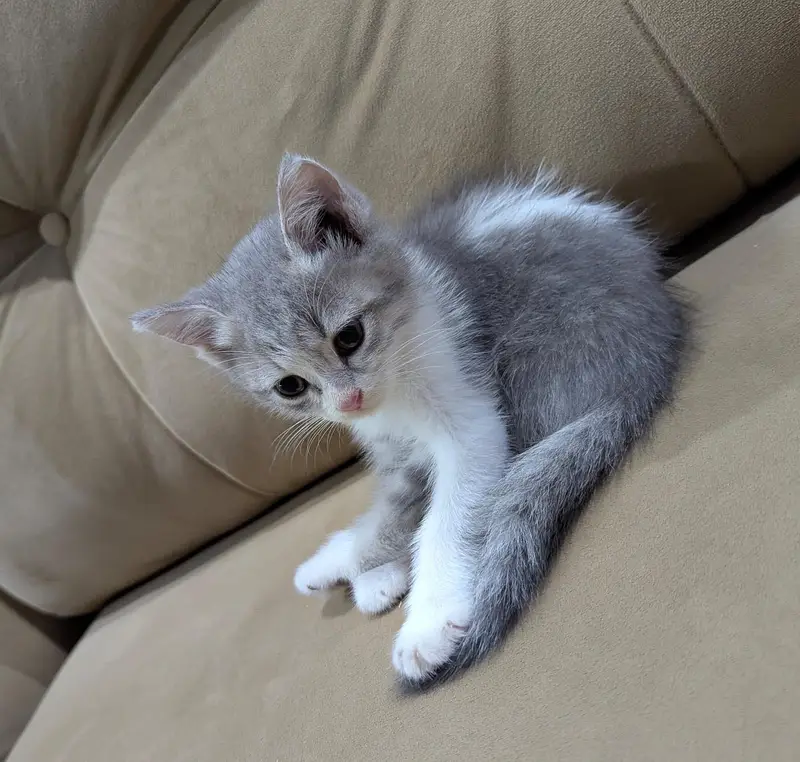 beautiful Persian cat for sale litter trained — photo 2
