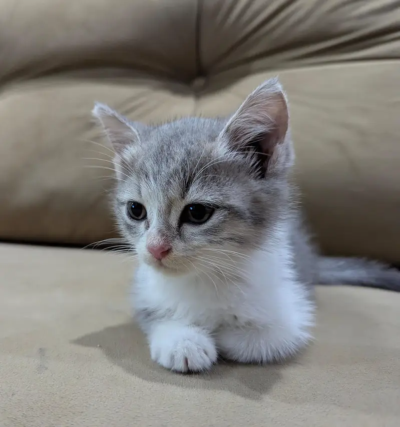 beautiful Persian cat for sale litter trained — photo 3