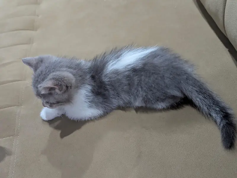 beautiful Persian cat for sale litter trained — photo 4