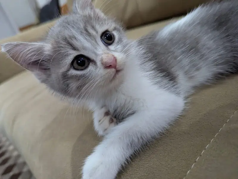 beautiful Persian cat for sale litter trained — photo 5