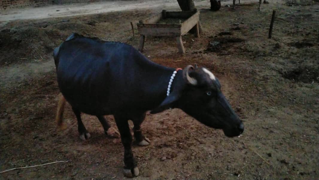 Buffalo 0