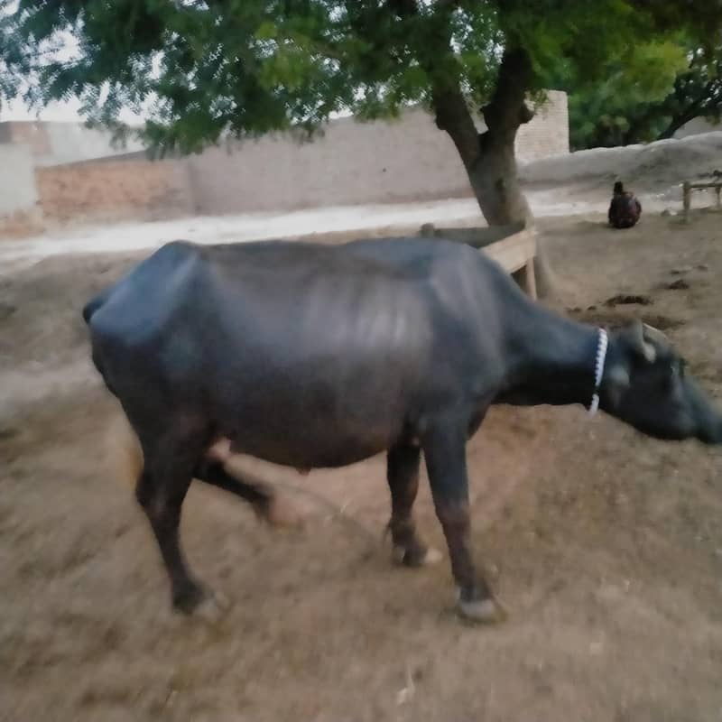 Buffalo 1