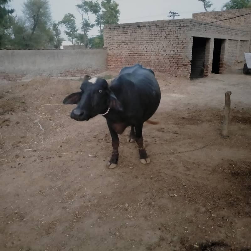 Buffalo 2