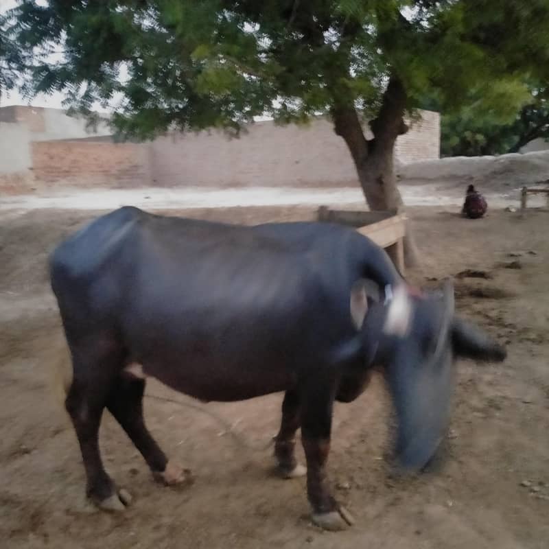 Buffalo 3