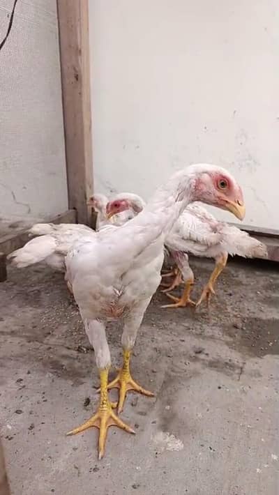 jurman shamo  chiks