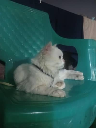 Persian adult male cat