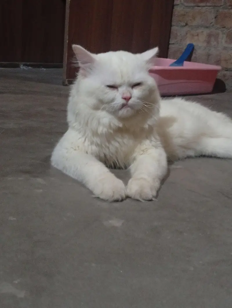 Persian adult male cat — photo 2