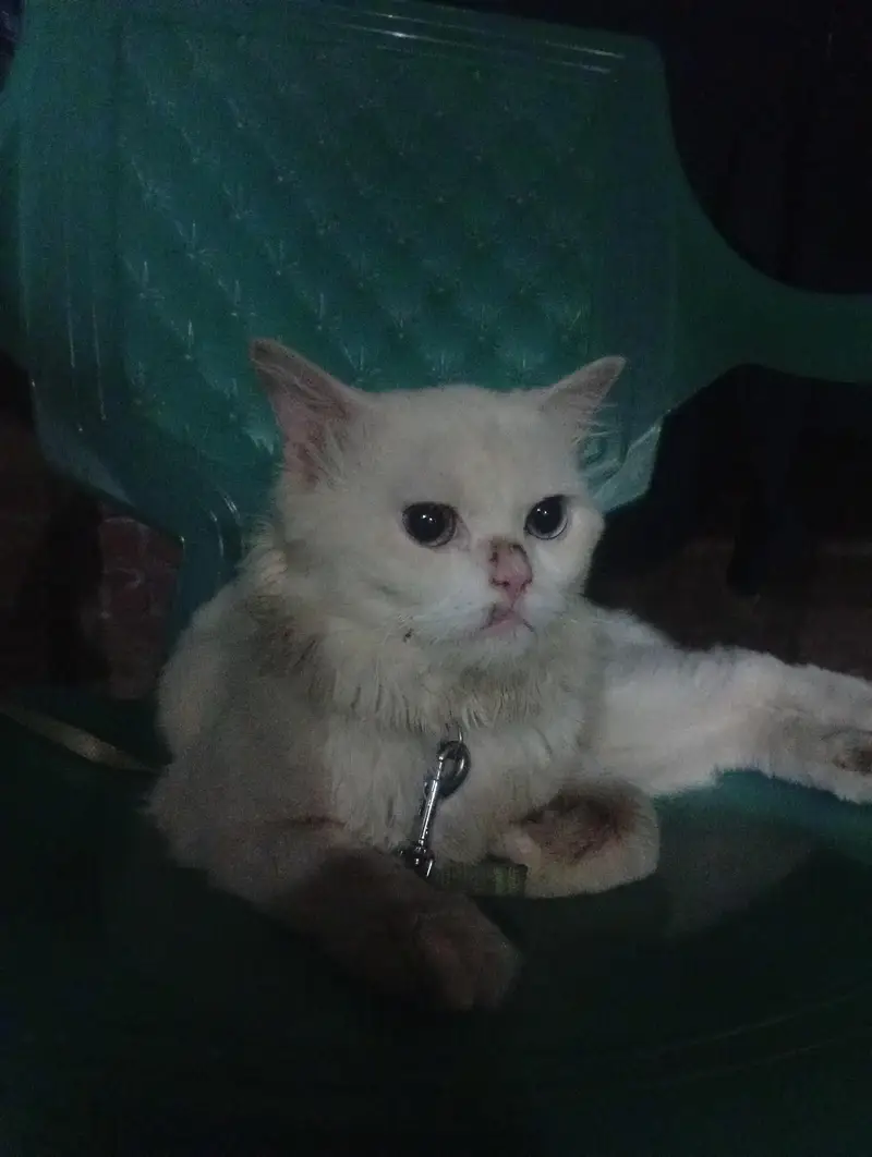 Persian adult male cat — photo 3