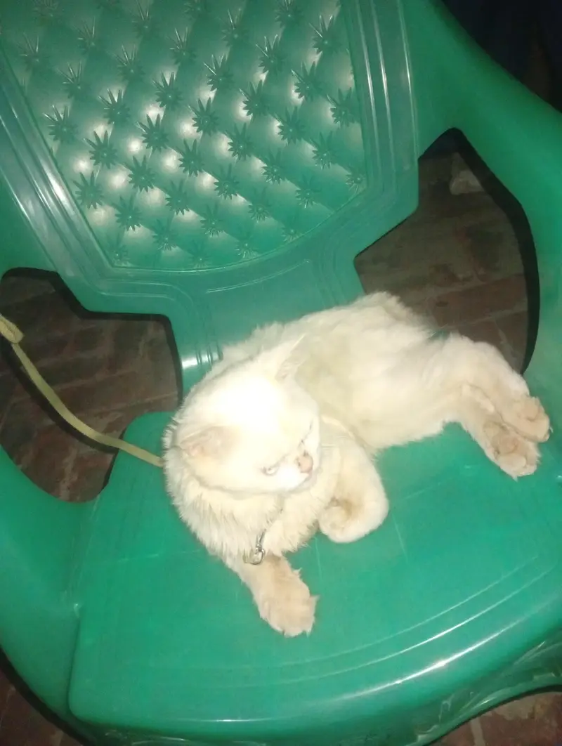 Persian adult male cat — photo 4