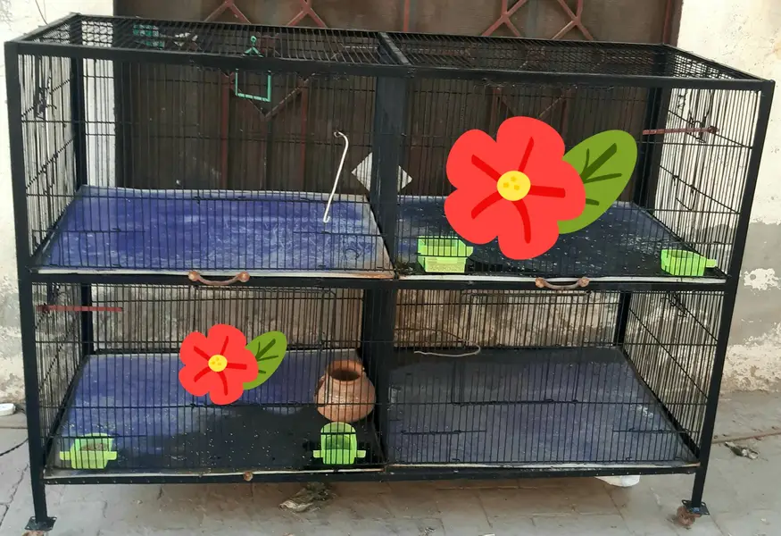 Large Beautiful Cage — photo 2