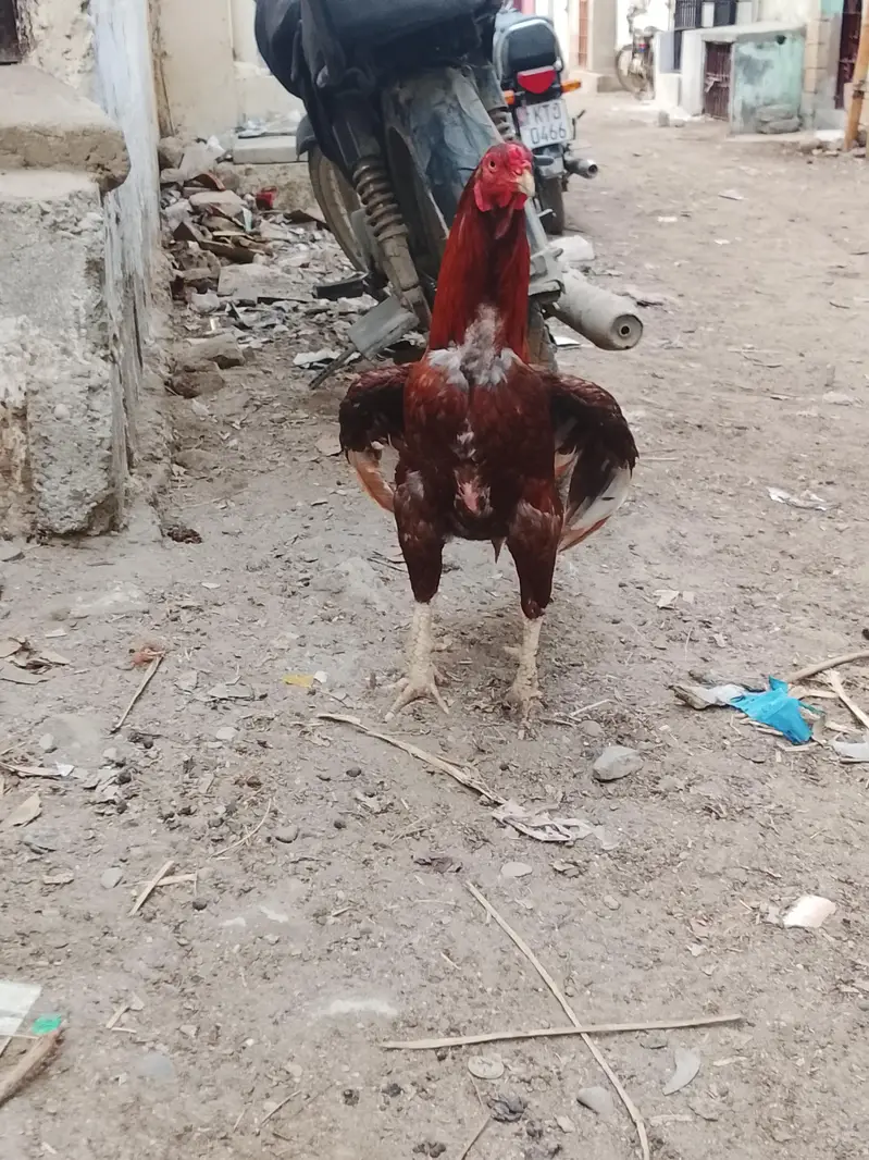 aseel murga — photo 3