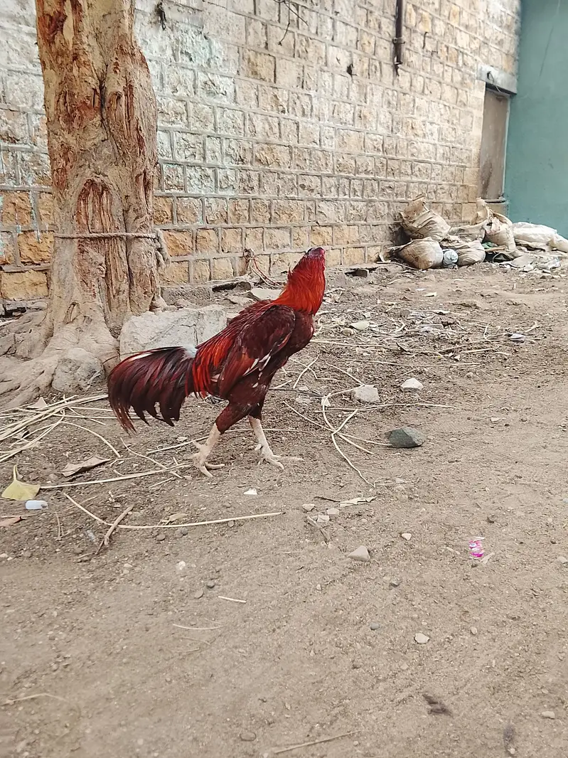 aseel murga — photo 7
