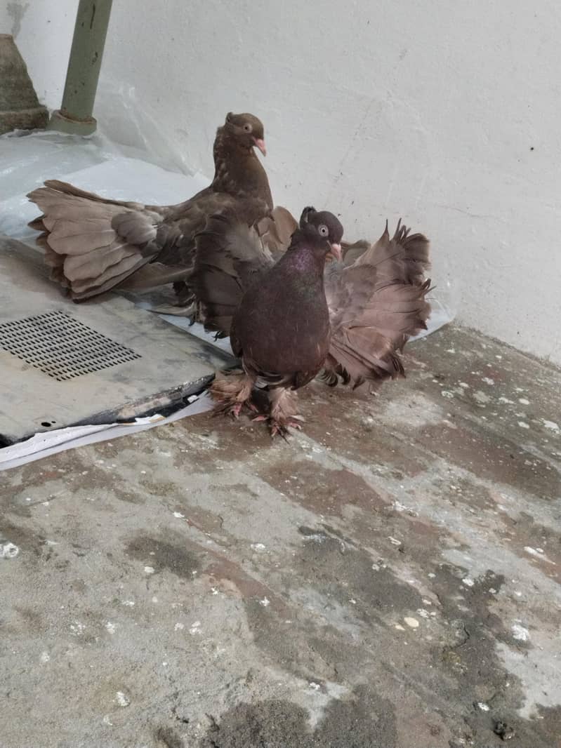 breeder pair 1