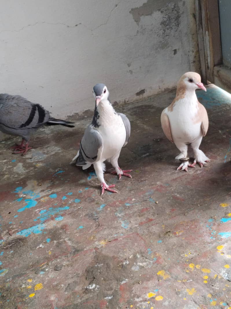 breeder pair 3