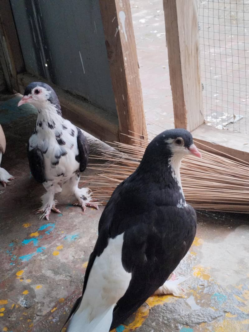 breeder pair 4