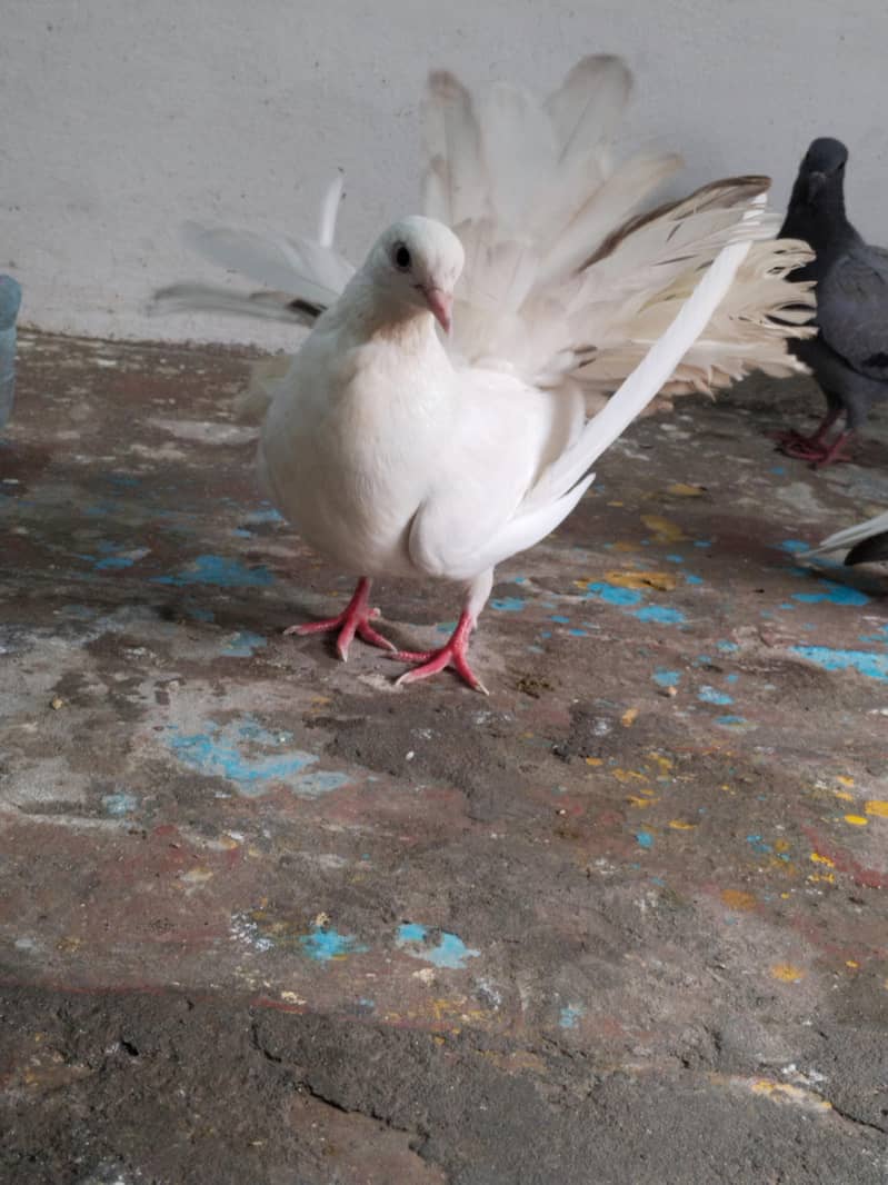 breeder pair 6