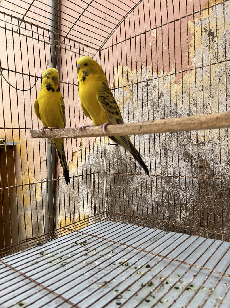Exibition pair 1