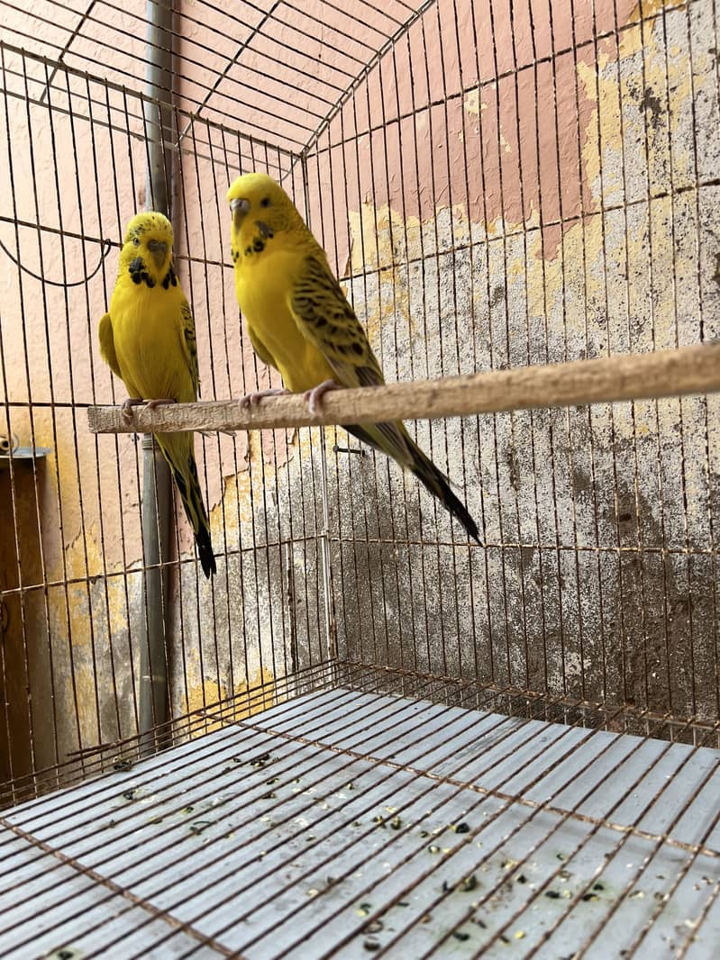 Exibition pair 2