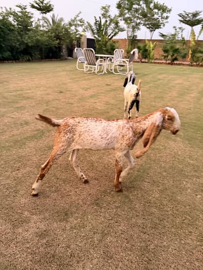 Makhi cheeni goat 8 dant with 2 kids / 4 months