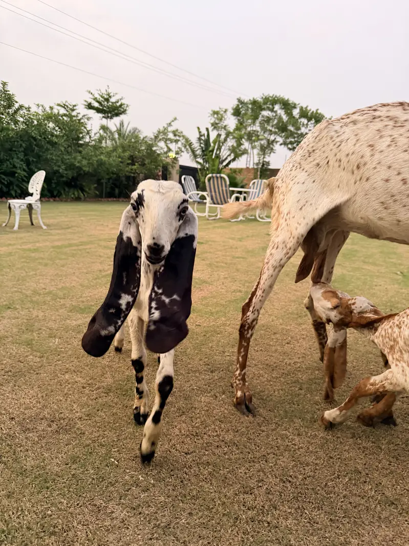 Makhi cheeni goat 8 dant with 2 kids / 4 months — photo 2