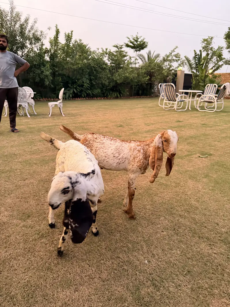 Makhi cheeni goat 8 dant with 2 kids / 4 months — photo 3